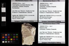 Foto (Objket + Etiketten) von Cracensigillatus acutirostris (Moericke, 1889) 